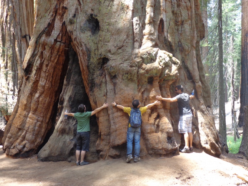 Trip to Sequoia, Giant Trees